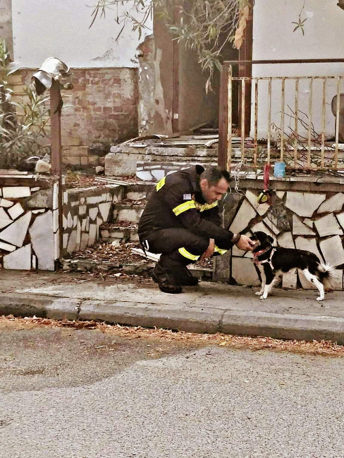 Παγκόσμια ημέρα των ζώων