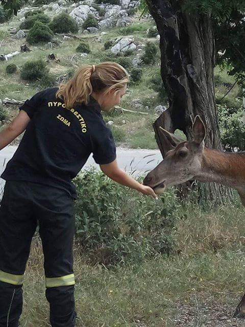 ΠΣ_ΠΥ_ελάφι_ΠΥΡΟΣΒΕΣΤΗΣ_ΠΑΡΝΗΘΑ