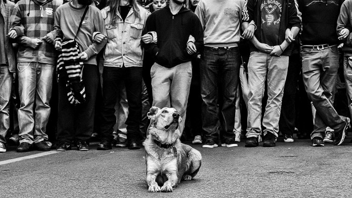 ΑΘΗΝΑ – ΕΛΛΑΣ, Δεκέμβριος 2009. Ο γνωστός σκύλος Λουκάνικος αναμένει μπροστά από τους μαθητές την έναρξη της διαδήλωσης στο κέντρο της Αθήνας, για την πρώτη επέτειο της δολοφονίας Γρηγορόπουλου. Ο Λουκάνικος ονομάστηκε πρόσωπο της χρονιάς 2011 από το περιοδικό ΤΙΜΕ