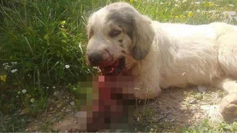 Καλαμάτα: FakeNews- Παράσυρση σκύλου σε τροχαίο, ΔΕΝ τραυματίσθηκε από κροτίδα