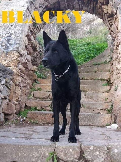 Η ΕΛ.ΑΣ αποχαιρέτησε τον «Blacky”