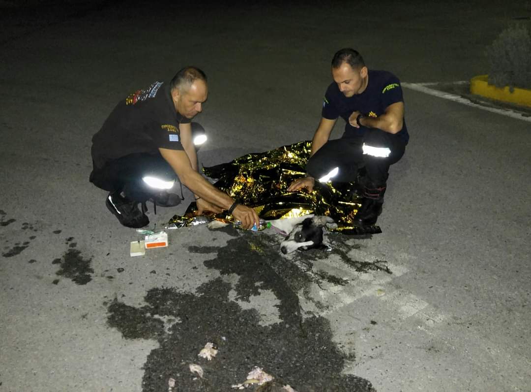 Κατερίνη: Θανάτωσαν με φόλα το σκύλο μασκότ της ΠΥ Κατερίνης